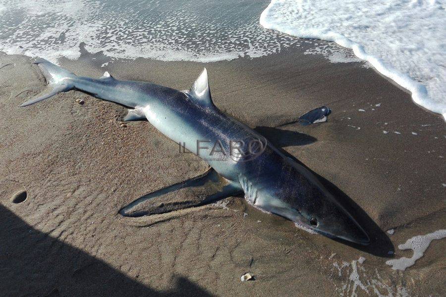 Uno squalo femmina incinta di 5 piccoli spiaggiato a #Ostia