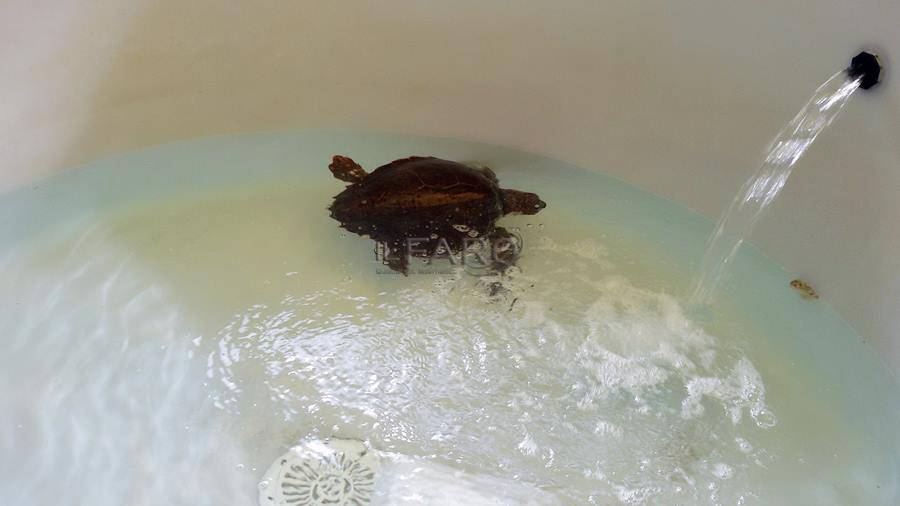 Il “pronto soccorso del mare” di Zoomarine salva una tartaruga spiaggiata. Recuperata a #SantaMarinella, salvata a #Pomezia