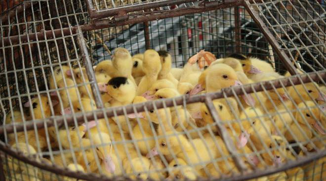 #Fiumicino, vendita di animali presso esercizi ambulanti: adesso il regolamento comunale lo vieta
