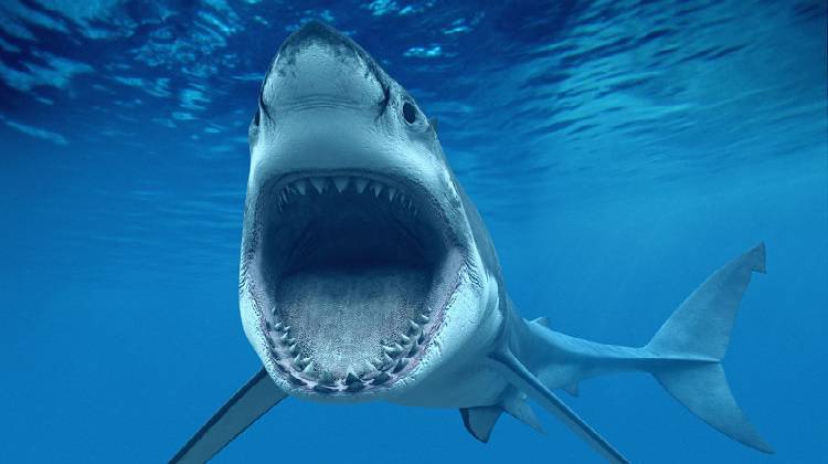 Il Biologo marino: “L’uomo è il predatore più temuto dagli squali”