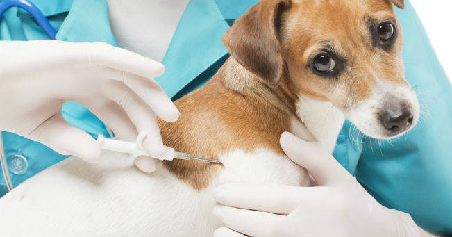 Malattie del cane trasmissibili all’uomo: vediamo quali sono