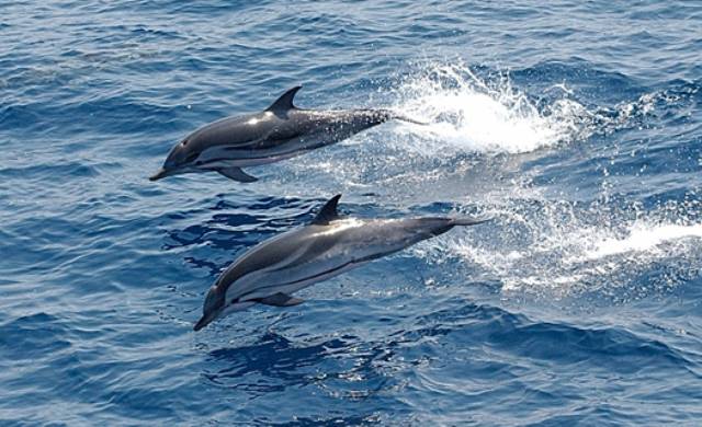 Delfini tra #Torvaianica, #Ostia e #Fiumicino, in 3 mesi 5 avvistamenti