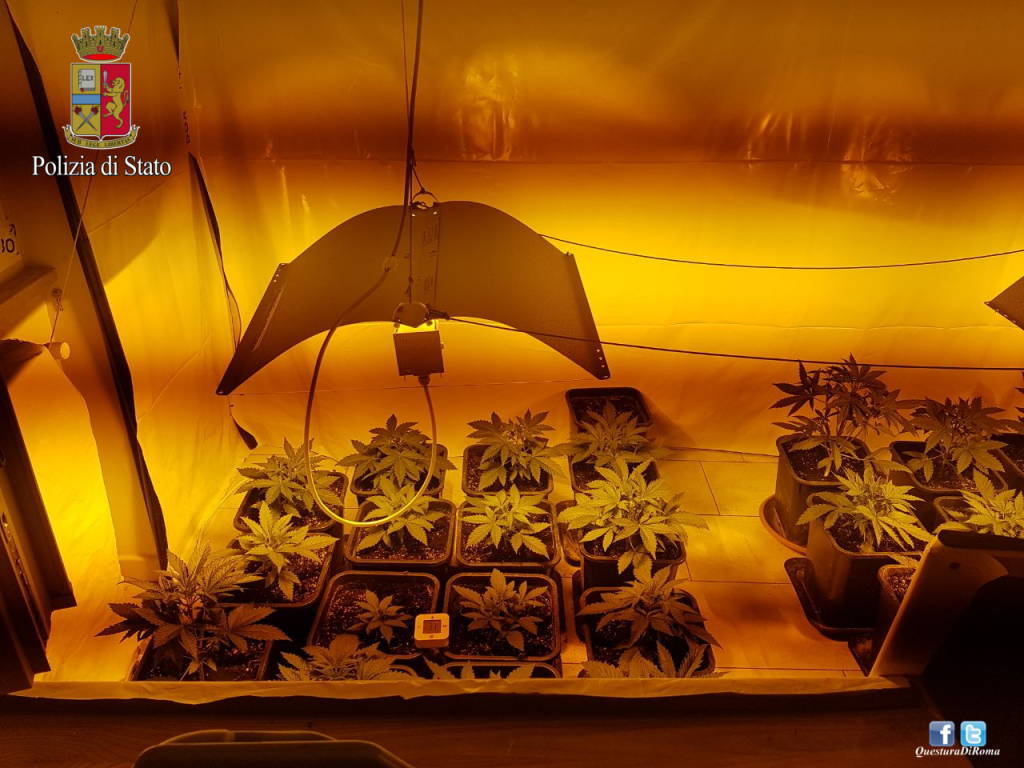 #Ostia, locali di un’agenzia di viaggio adibiti a serra per la coltivazione della marijuana