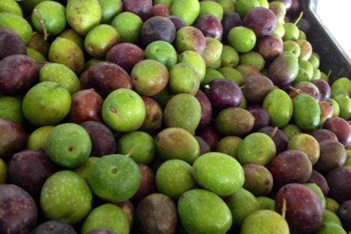#Cerveteri, raccolta delle olive gratuita dagli olivi comunali
