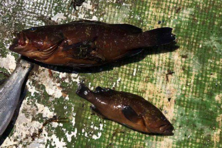 Azoto, cloro e tensioattivi, ecco cosa ha ucciso i pesci di #Sabaudia