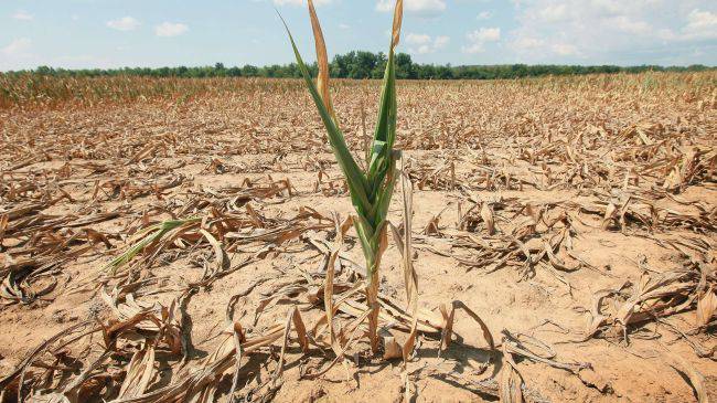 Siccità, stato di emergenza per l’agricoltura della @RegioneLazio, interviene la Coldiretti
