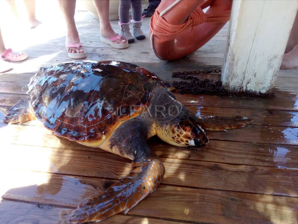 Santori  ‘La tartaruga salvata a #Fiumicino è morta’