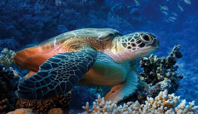 E’ la Giornata Mondiale delle tartarughe marine