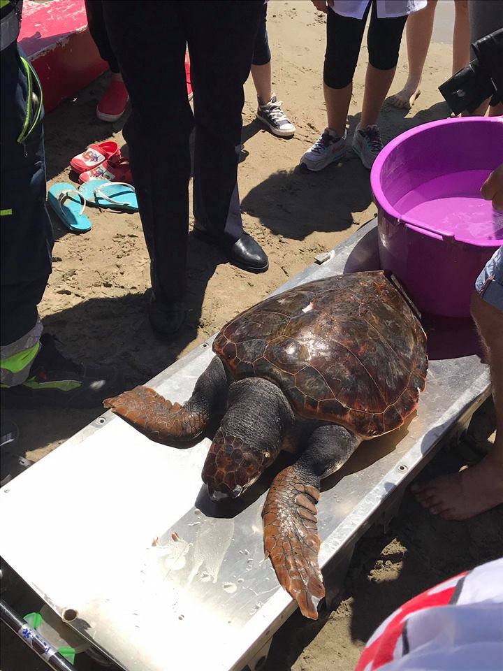 #Fiumicino, tartaruga soccorsa dai bagnini di uno stabilimento