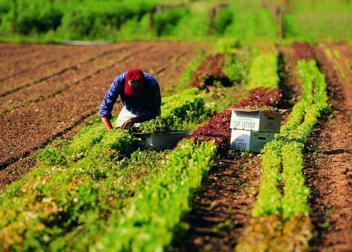 Dalla Regione Lazio 3,2 milioni per sostenere il lavoro degli agricoltori