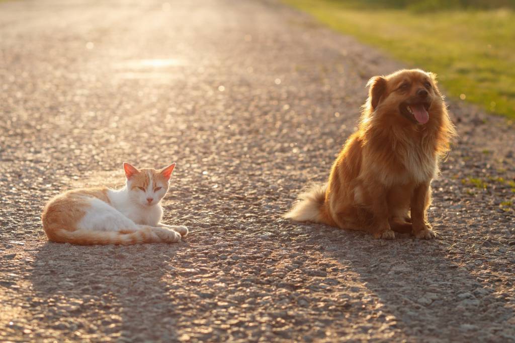 Cani e gatti, il colpo di calore è un rischio anche per loro