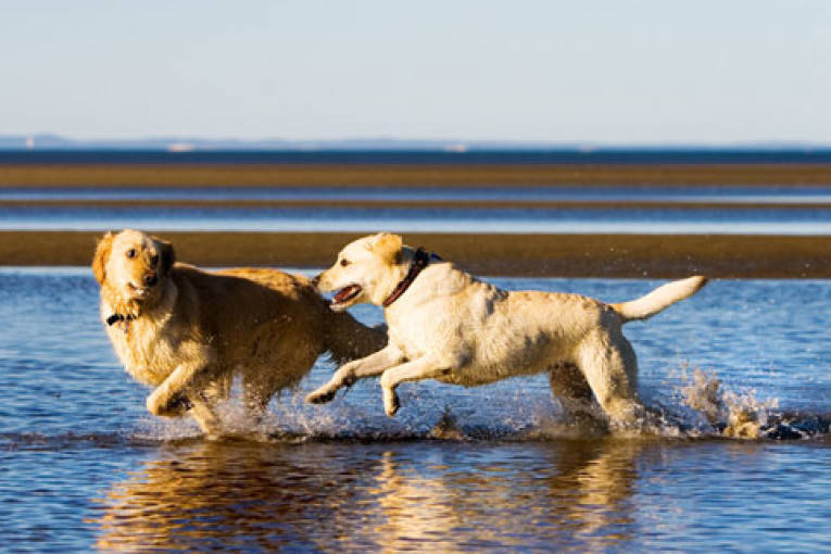 #Ladispoli, cani in spiaggia, istruzioni per l’uso