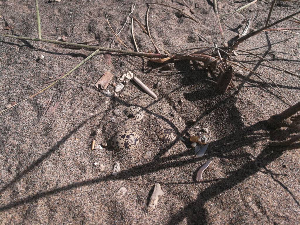 #Ardea, trovate in spiaggia uova di uccelli rari, al via la campagna di salvaguardia del fratino