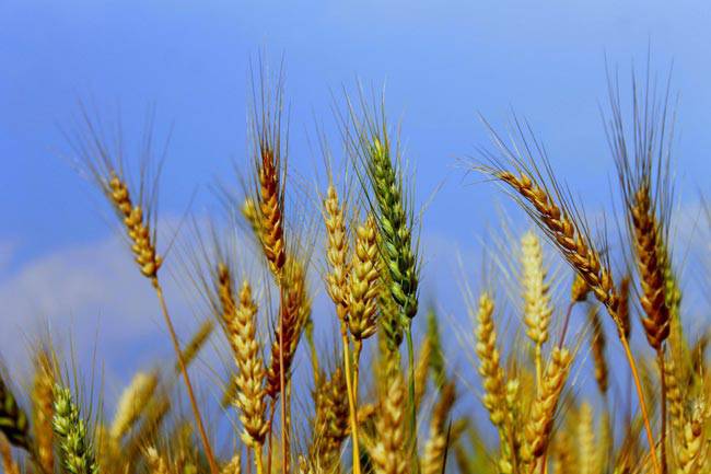 Guerra in Ucraina, Coldiretti Lazio: “In due mesi aumentati del 22%i prezzi mondiali del grano”