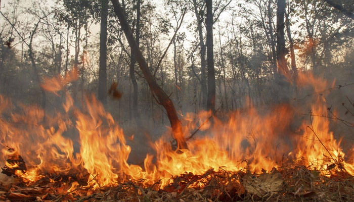 Incendi boschivi, Legambiente e Wwf ai sindaci pontini: “Subito un piano per la prevenzione”