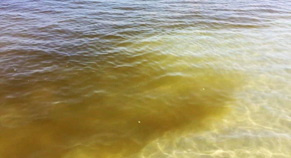 Mare marrone, confermata la fioritura ‘algale’ a #Fiumicino