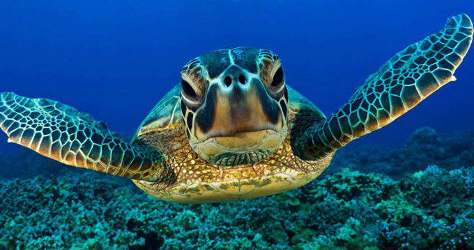 Saranno liberate ad Anzio le tartarughe spiaggiate salvate da Zoomarine