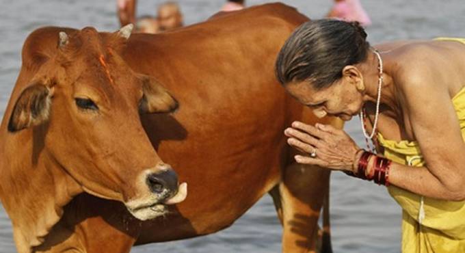 vacche sacre india