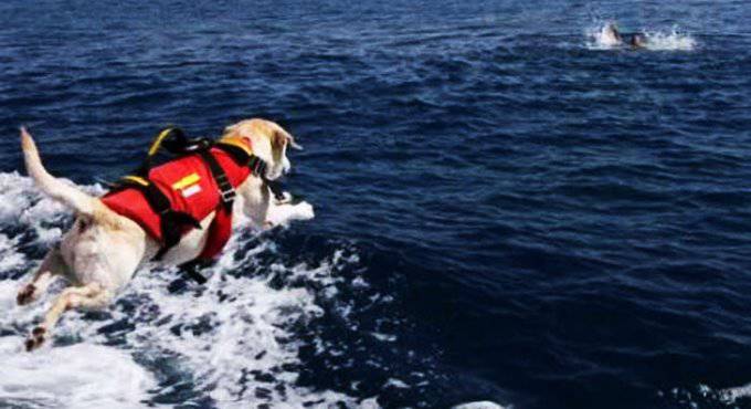 Cani bagnino in azione a Focene, dimostrazione di salvataggio