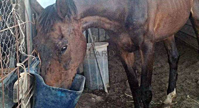 Stalla lager a #Fiumicino, cavalli senza acqua né pulizia