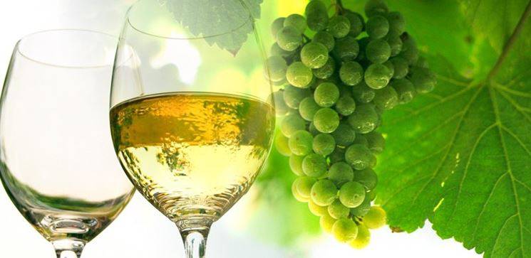 Vendemmia 2020, Coldiretti Lazio: “Sarà un’ottima annata per il vino”