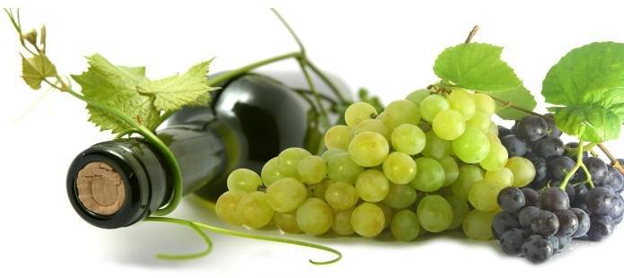 #Maccarese, Anselmi ‘Parte il corso di cultura vitivinicola italiana’