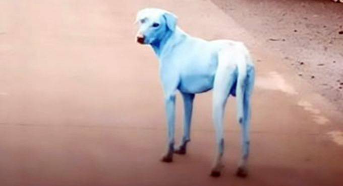 cane azzurro