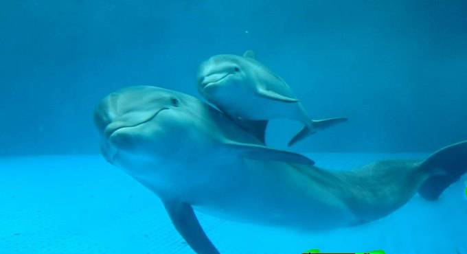 #Fiumicino culla per una cucciolata di delfini