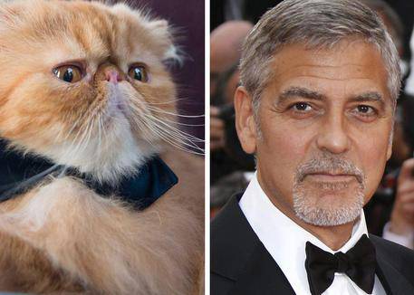 Miss Italia, il gatto Yoda presentatore con la voce di Clooney