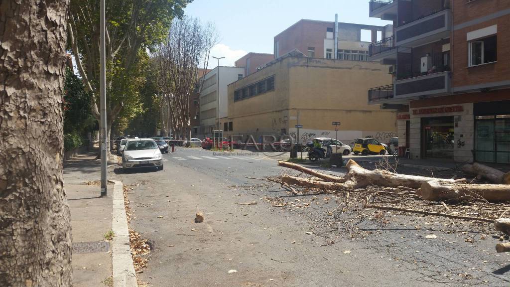 Penna-Angelucci ‘Iniziati su Corso Duca di Genova a #Ostia i lavori di abbattimento dei platani malati’