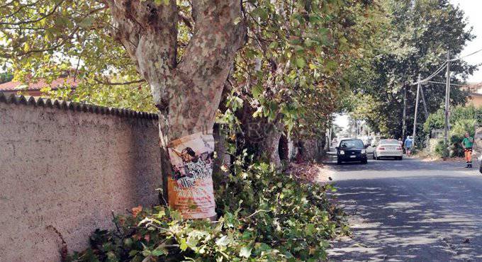 #Fiumicino, ‘guerra’ dei platani in via Valderoa