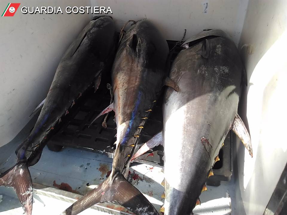 #Formia, 8000 euro di multa per la pesca di tre esemplari di tonno rosso