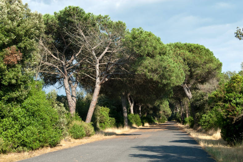 #Ostia, altri tre mesi di chiusura per la pineta di Castel Fusano