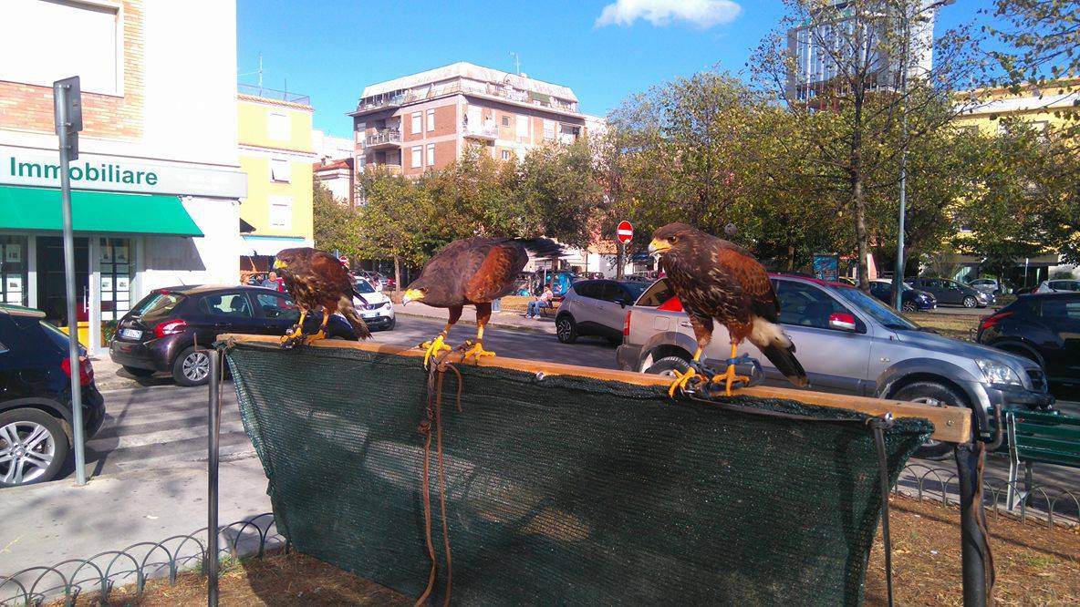 Falchi in volo contro gli storni nel centro di #Latina