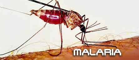 La malaria è ancora una infezione grave