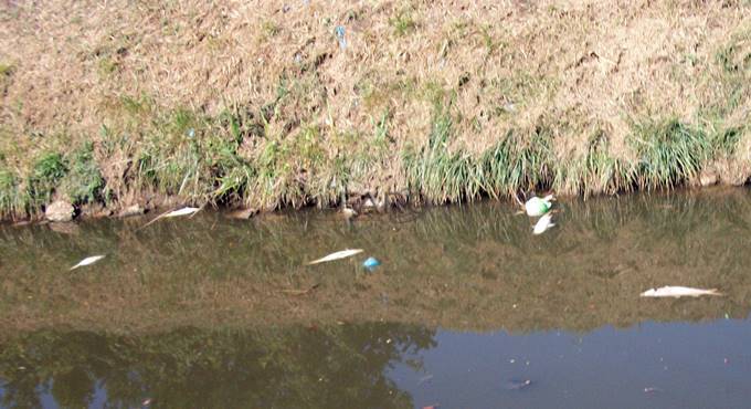 #Fiumicino, morìa di pesci nel canale che costeggia l’Asl di via Coni Zugna