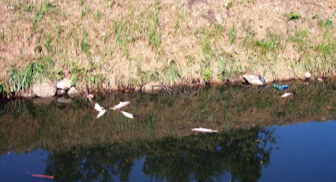 #Fiumicino, morìa di pesci nel canale che costeggia l’Asl di via Coni Zugna