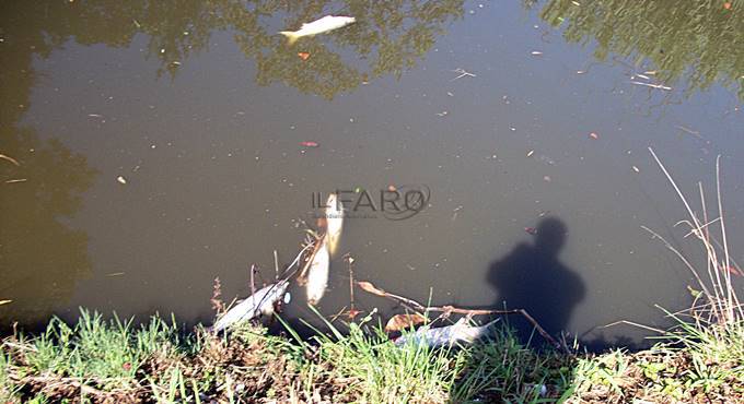 Pesci morti a #Fiumicino, l’ombra dello smaltimento illecito di prodotti ittici