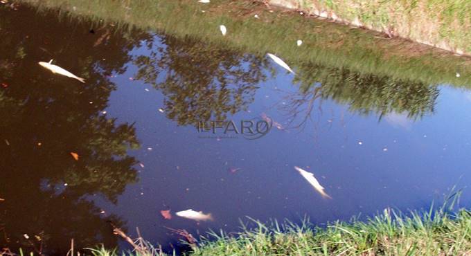 Moria di pesci tra #Fiumicino e #Ostia, Wwf Roma ‘Fenomeno frequente che non può più essere ignorato’