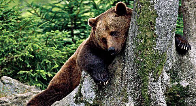 Cattura M57, Enpa e Oipa: “L’orso sta pagando per colpe non sue”