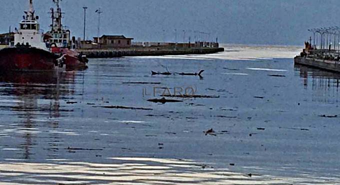 #maltempo, la lunga onda nera sul Tevere, migliaia di pesci morti