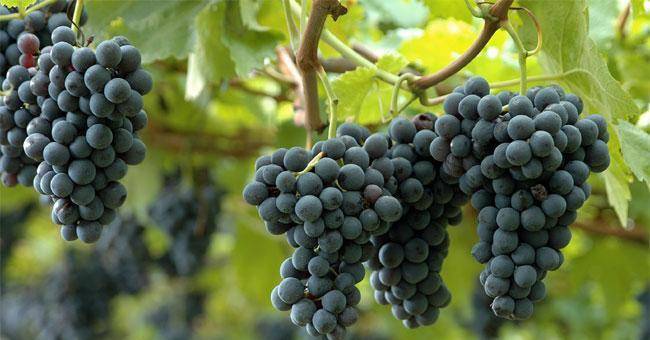 Elogio dell’uva: tra le tante qualità, un toccasana per la cura dell’insonnia e del nervosismo