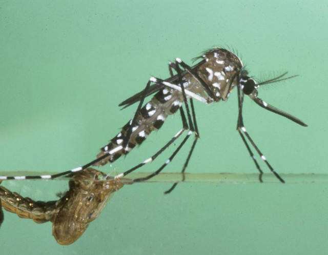 Virus Chikungunya anzio regione lazio