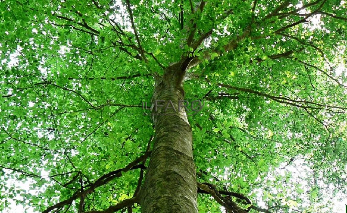 Conalpa Onlus ‘Censimento degli alberi, quando a #Ladispoli?’
