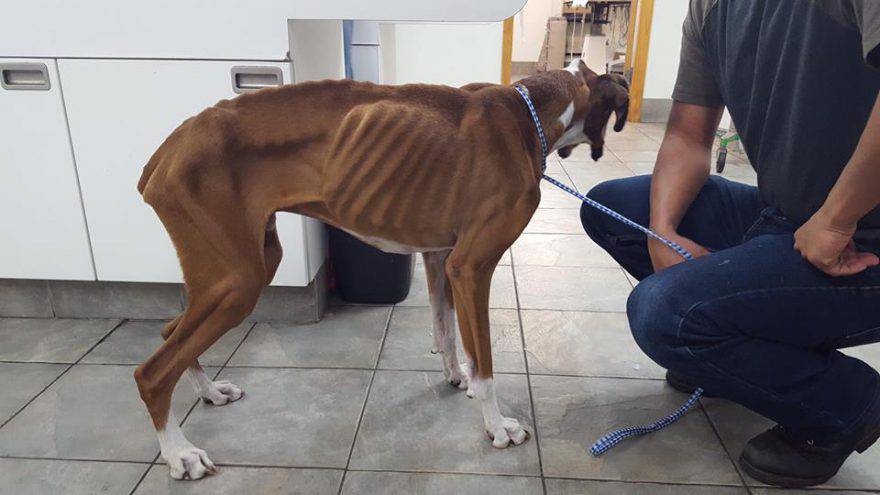 #Ardea, maltrattava il cane facendolo mangiare una volta al mese