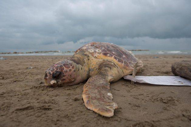 #Pomezia, spiaggiamenti di tartarughe e cetacei sul litorale, la relazione degli esperti