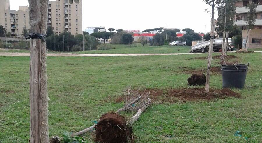 #Pomezia sempre più verde, partita la sostituzione di 48 alberi, presto la piantumazione di altri mille