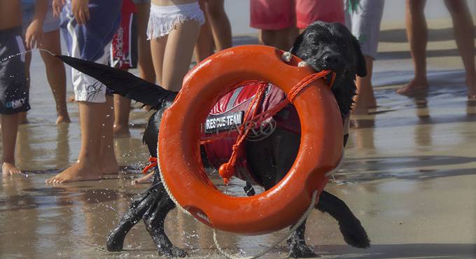 “Insieme per un mare di divertimento” moto d’acqua e cani da salvataggio a Campo di Mare