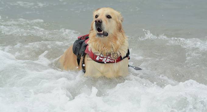 Addestramento cani da salvataggio a Focene, spiaggia off-limits: ecco dove e quando