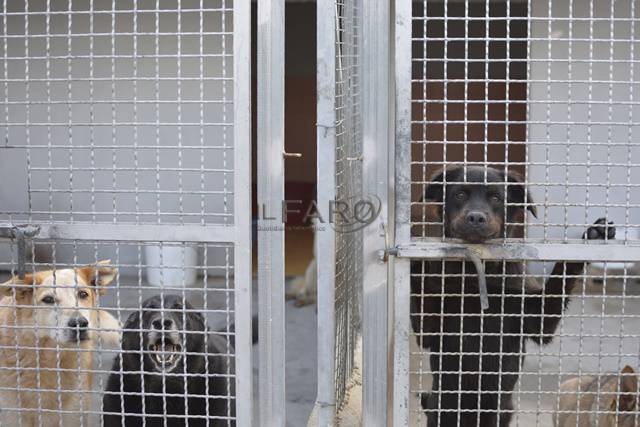 Latina, canile comunale al collasso, più di 700 cani a rischio